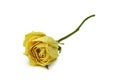 Dry Rose Royalty Free Stock Photo