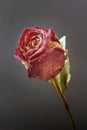 Dry rose on black background Royalty Free Stock Photo