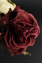 Dry rose on a black background Royalty Free Stock Photo