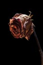 Dry rose on black vertical side Royalty Free Stock Photo