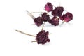 Dry rose and blurred roses background on white backgrou Royalty Free Stock Photo