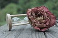 Dry Rose With Broken Hourglass outdoors on patio Royalty Free Stock Photo