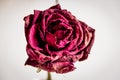 Dry rose close up Royalty Free Stock Photo