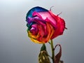 Dry rose with colorful petals on a gray background Royalty Free Stock Photo