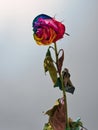 Dry rose with colorful petals on a gray background Royalty Free Stock Photo