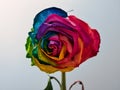 Dry rose with colorful petals on a gray background Royalty Free Stock Photo