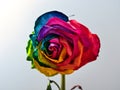 Dry rose with colorful petals on a gray background Royalty Free Stock Photo
