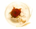 Dry Rose