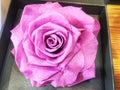 dry rose flower Royalty Free Stock Photo