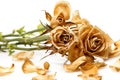 Dry rose flower Royalty Free Stock Photo