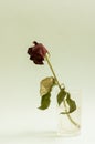 Dry rose in a glass Royalty Free Stock Photo