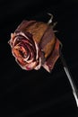 Dry rose with hanging head on black Royalty Free Stock Photo