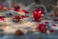 Dry rose hips flowers on ground. Herbal medicine Royalty Free Stock Photo