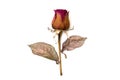 Dry rose isolated over white background Royalty Free Stock Photo