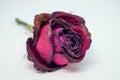 Dry rose isolated white background. Royalty Free Stock Photo