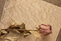 Dry rose on old creased paper Royalty Free Stock Photo
