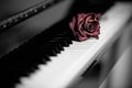 Dry rose over grand piano keys Royalty Free Stock Photo