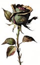 Dry rose showing withered leaves, autumn time and fading nature,