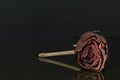 Dry rose Royalty Free Stock Photo