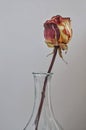 Dry rose in a vase on grey background Royalty Free Stock Photo