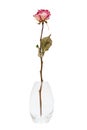 dry rose in the vase Royalty Free Stock Photo