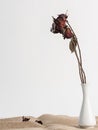 Dry rose in a vase Royalty Free Stock Photo