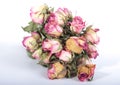 Dry roses Royalty Free Stock Photo