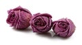 Dry roses Royalty Free Stock Photo