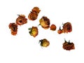 Dry Roses 50 scattered Royalty Free Stock Photo