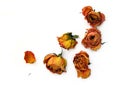 Dry Roses 51 scattered Royalty Free Stock Photo