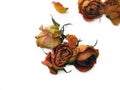 Dry Roses 53 scattered Royalty Free Stock Photo