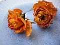 Dry Roses 89 on Blue Plate Royalty Free Stock Photo