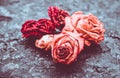 Dry roses bud Royalty Free Stock Photo