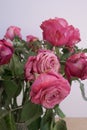 Dry roses flowers bouquet bud petal close up Royalty Free Stock Photo