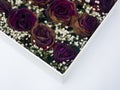 Dry roses in gift box on white background, Copy space Royalty Free Stock Photo