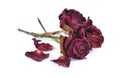 Dry roses isolated on white background Royalty Free Stock Photo