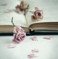 Dry roses and old book. Royalty Free Stock Photo