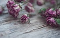 Dry roses on the old wood background Royalty Free Stock Photo
