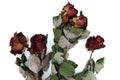 Dry roses on a white isolated background. Dead flowers that were once a beautiful bouquet