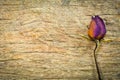 Dry roses on wood texture, Dry love in valentine,select focus