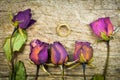 Dry roses on wood texture, Dry love in valentine,select focus Royalty Free Stock Photo