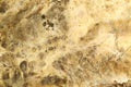 Dry rot risomorphs on wood surface Royalty Free Stock Photo