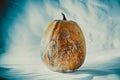 Dry and rotten and dried pumpkin on a blue-white background, spoiled vegetable. Dangerous food Royalty Free Stock Photo