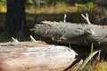Dry rotten fallen tree Royalty Free Stock Photo