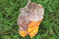 Dry rotten leaf fallen from a tree in fall season