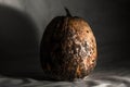 Dry and rotten pumpkin on a black white background, spoiled vegetable. Sinister food