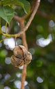 Dry rubber seeds on tree. Royalty Free Stock Photo