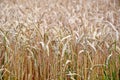 Dry Rye Field Grain Background Stock Photo