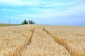 Dry Rye Field Grain Farming Agriculture Blue Sky Background Agriculture Track Meadow Stock Photo