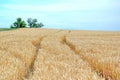 Dry Rye Field Grain Farming Agriculture Blue Sky Background Agriculture Track Meadow Stock Photo